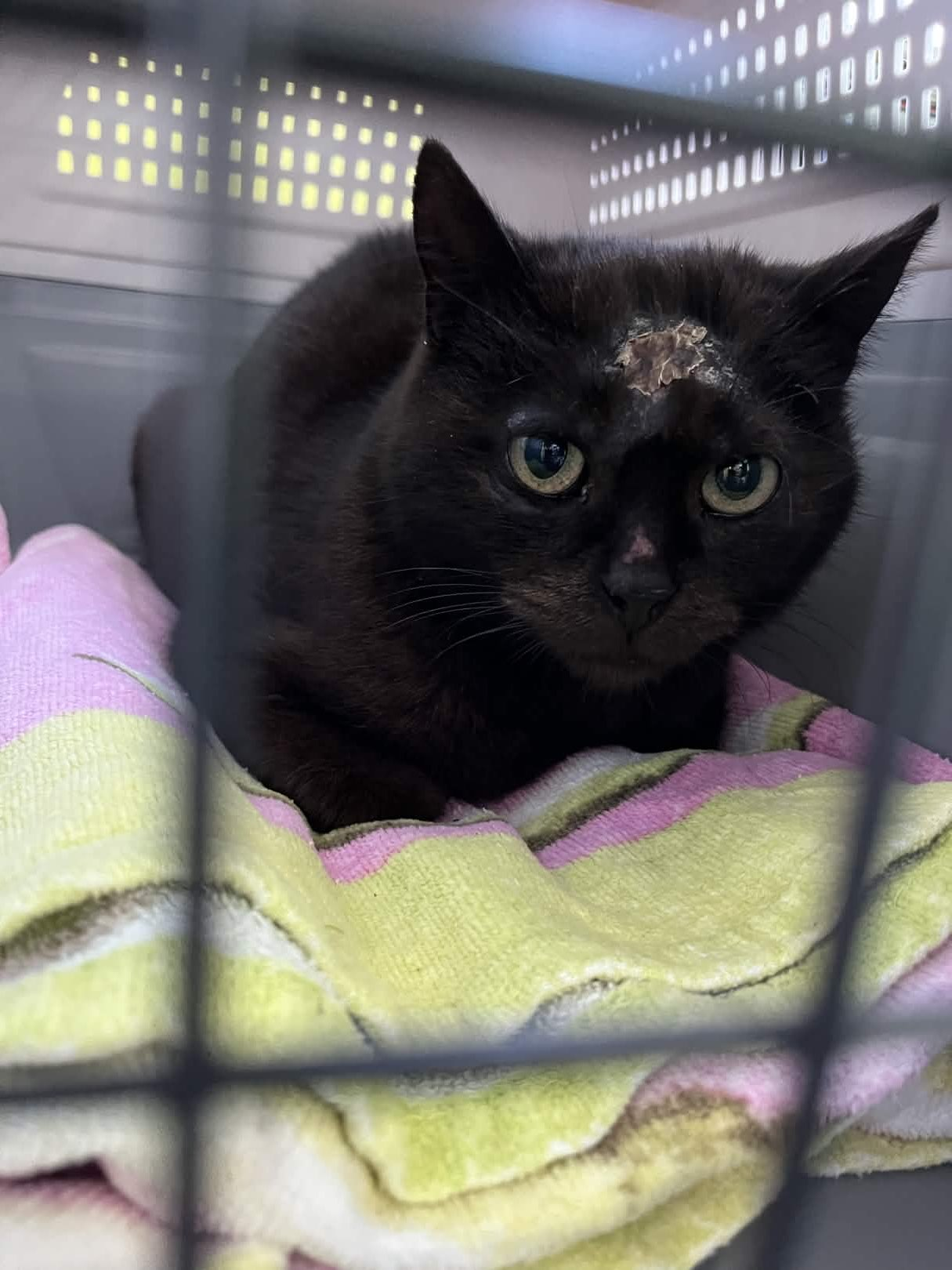 Mačka pod veterinárnou starostlivosťou
